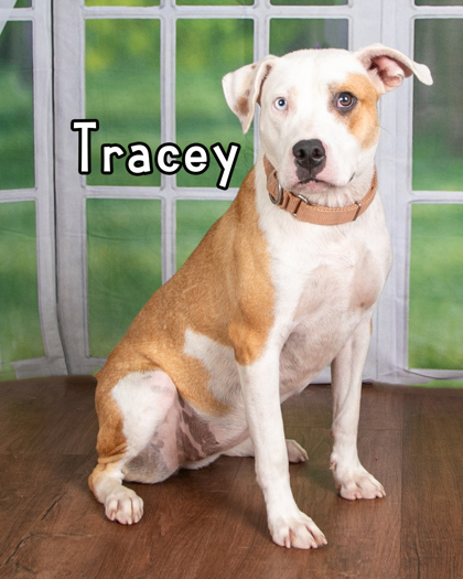 Tracey 2