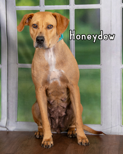 Honey Dew 2