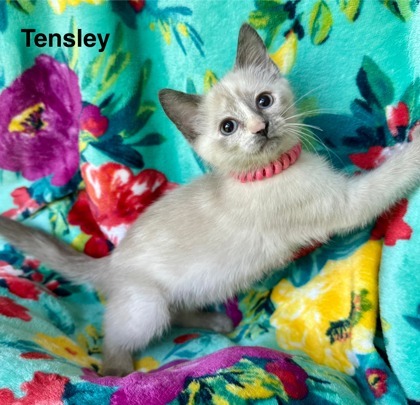 Tensley 2