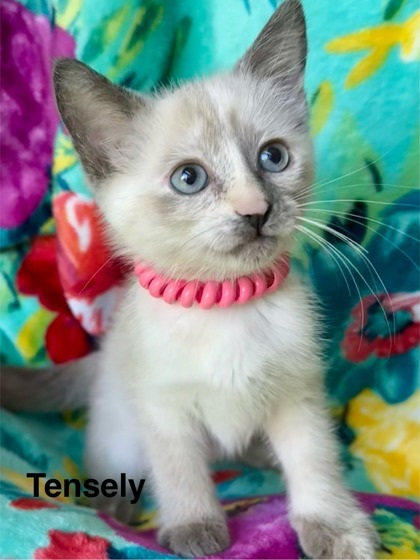Tensley 3