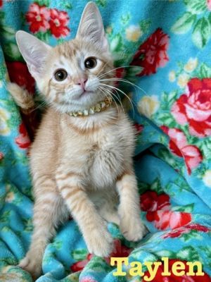 Tyla, Baby Female Domestic Short Hair