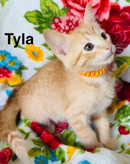 Tyla 2