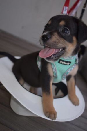 Coco