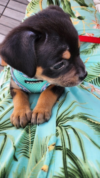 Coco 2