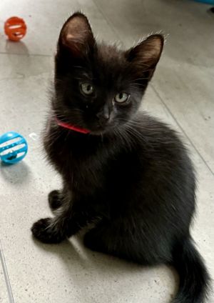MINGUS POOKIEBUTTS (Neutered!), Baby Male Domestic Short Hair
