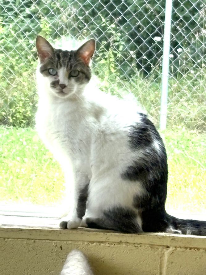 BOONE (Neutered!)