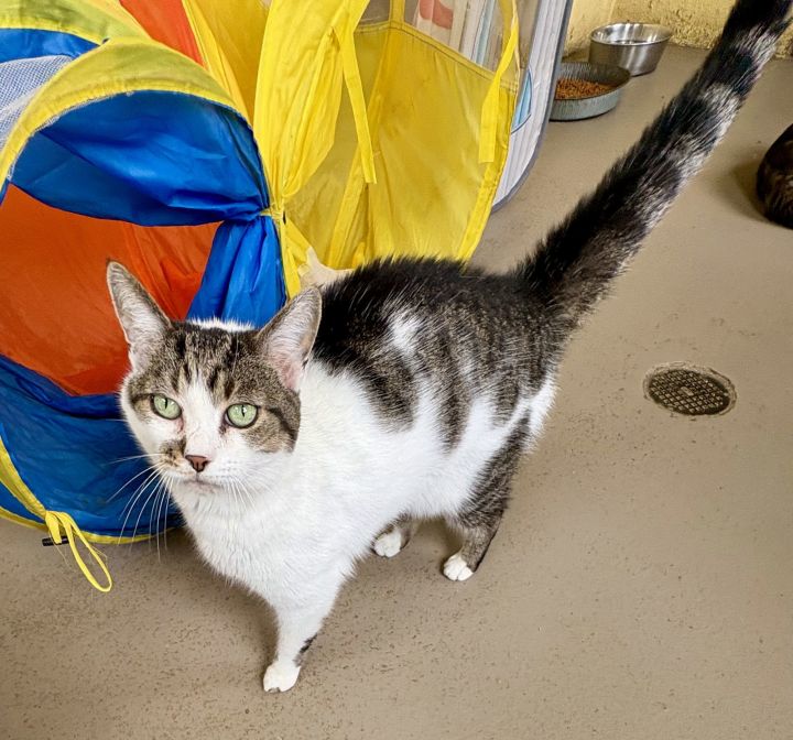 BOONE (Neutered!) 2