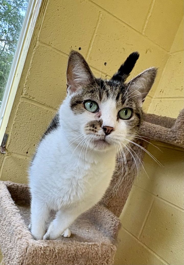 BOONE (Neutered!) 3
