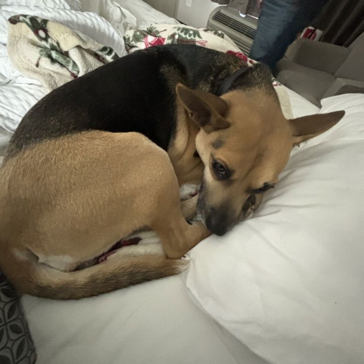Schatzi 2