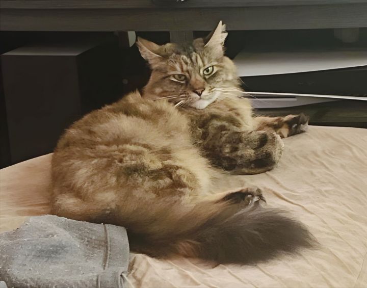 Pickles (New Digs) 1