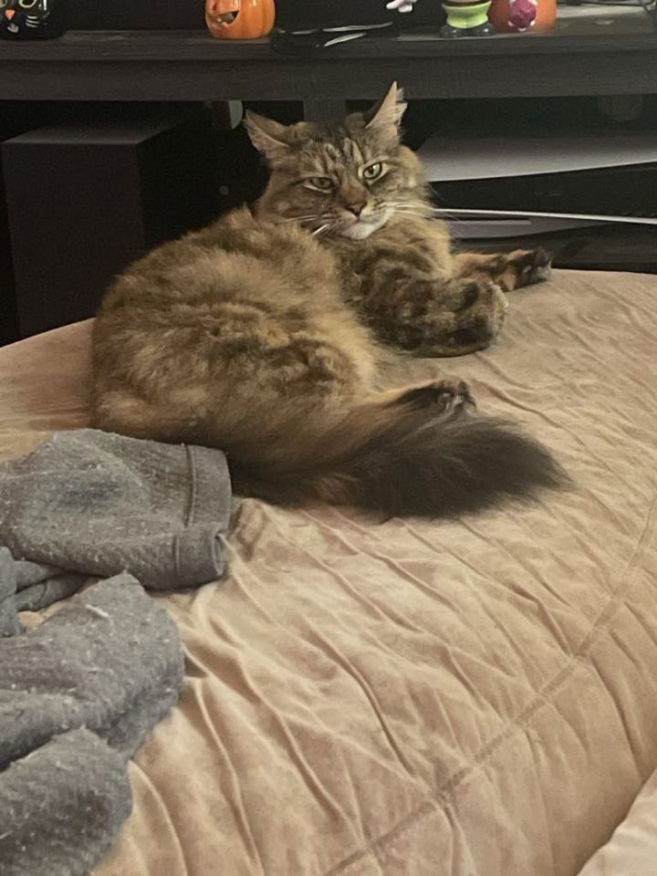 Pickles (New Digs) 3
