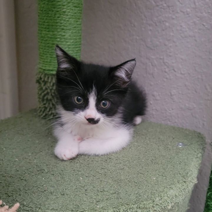 Ian Malcolm 3