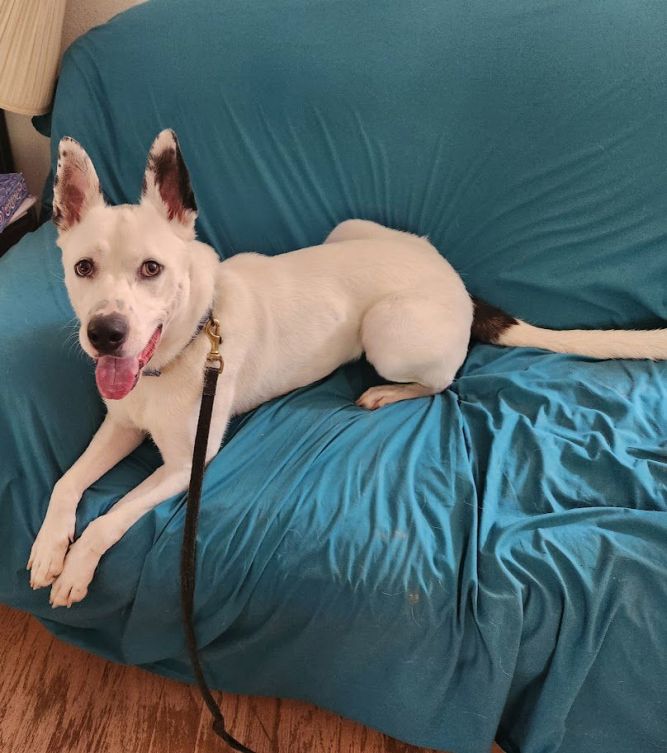Izzy III (New Digs)