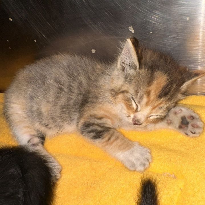 Kiara 1