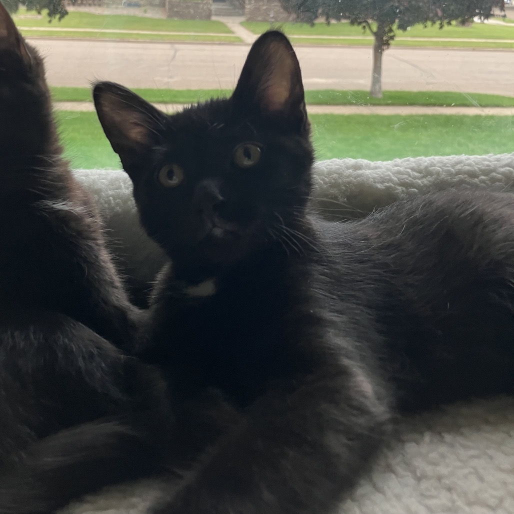 Brutus, an adoptable Domestic Short Hair in Bismarck, ND, 58507 | Photo Image 1