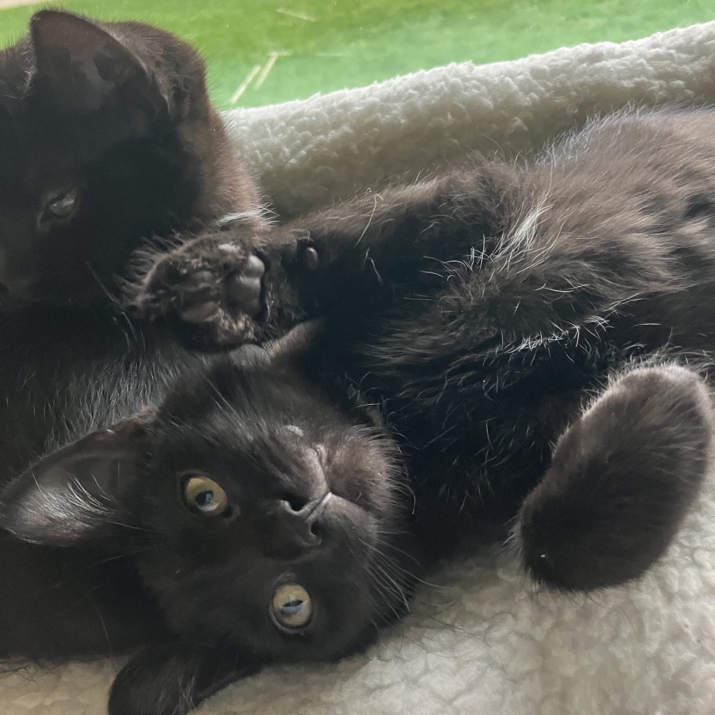 Brutus, an adoptable Domestic Short Hair in Bismarck, ND, 58507 | Photo Image 5