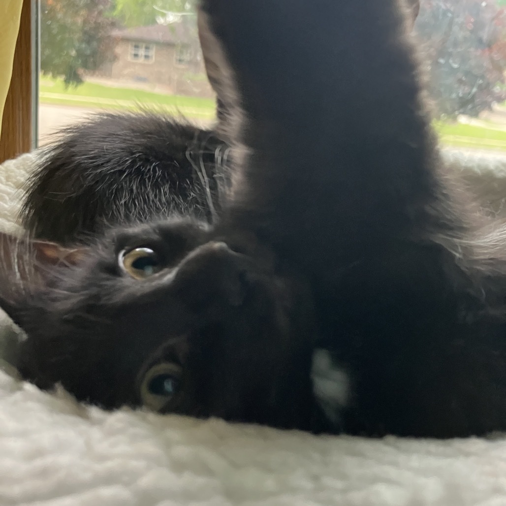 Brutus, an adoptable Domestic Short Hair in Bismarck, ND, 58507 | Photo Image 6
