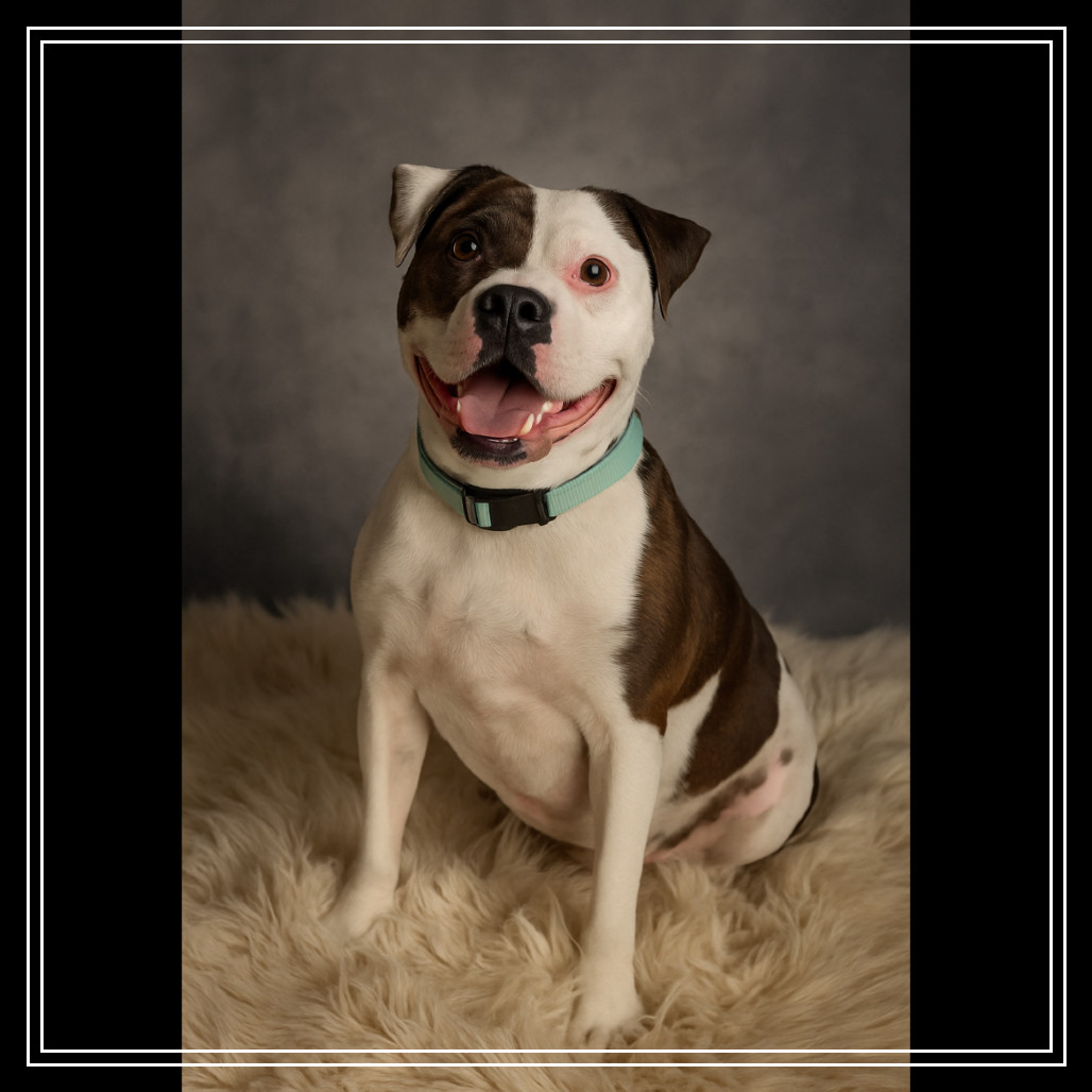 Fefe, an adoptable Mixed Breed in Bismarck, ND, 58507 | Photo Image 1