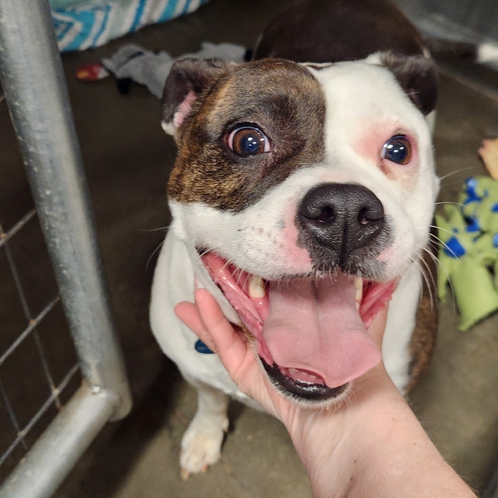 Fefe, an adoptable Mixed Breed in Bismarck, ND, 58507 | Photo Image 1