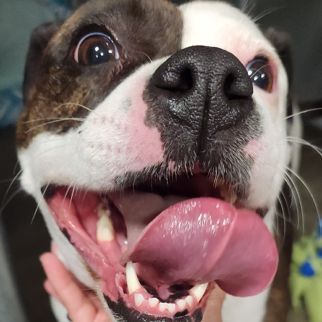 Fefe, an adoptable Mixed Breed in Bismarck, ND, 58507 | Photo Image 3