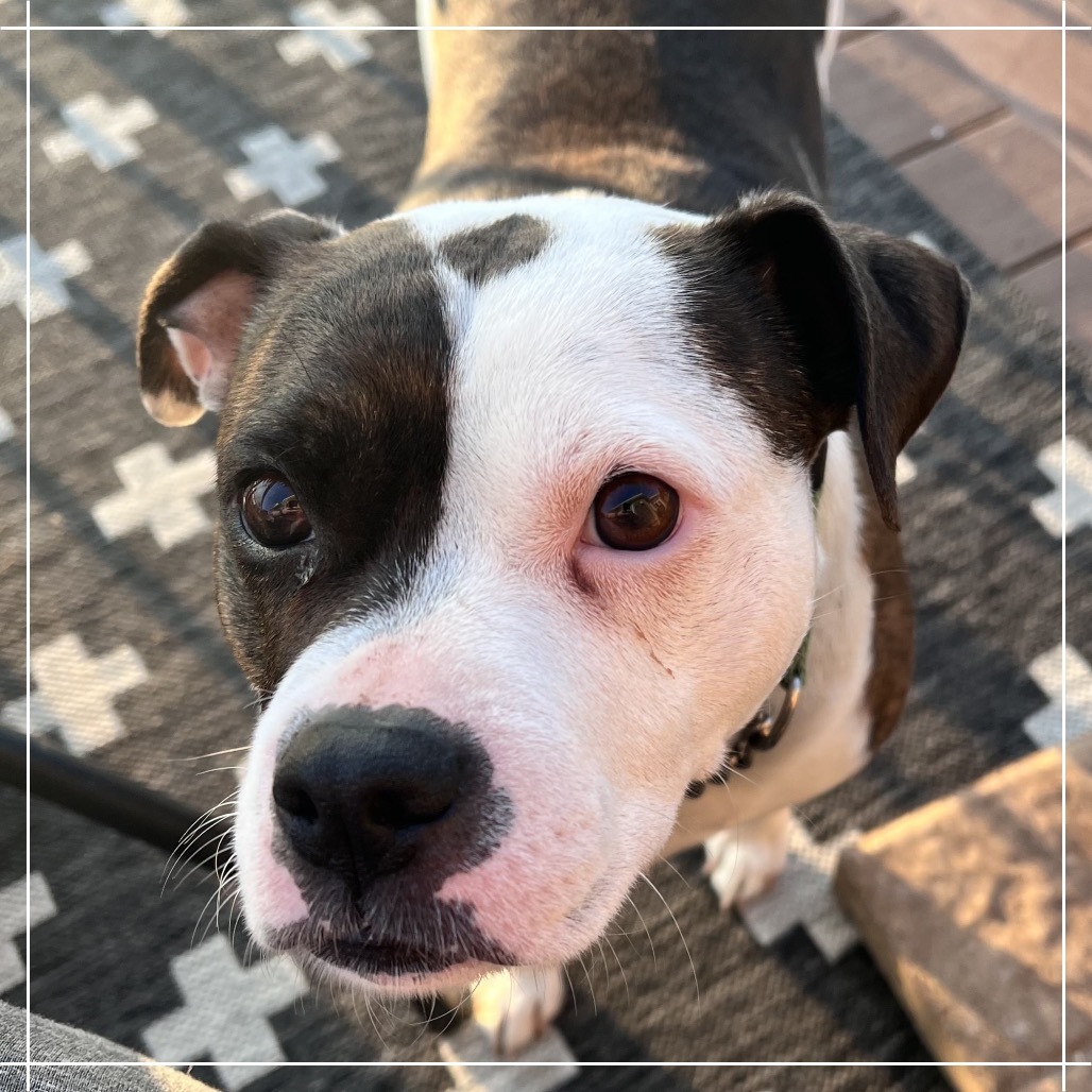 Fefe, an adoptable Mixed Breed in Bismarck, ND, 58507 | Photo Image 4
