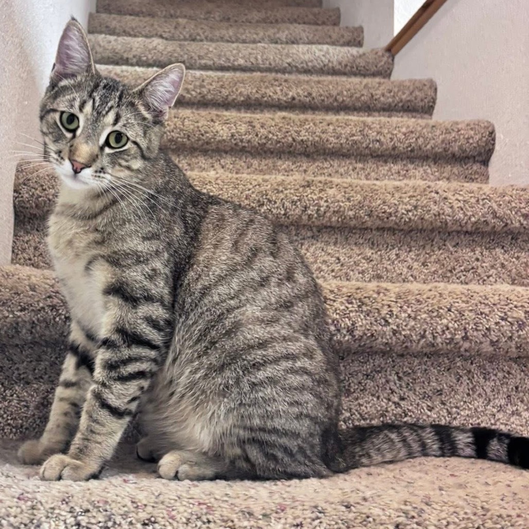 Cedric Diggory, an adoptable Domestic Short Hair, Siamese in Bismarck, ND, 58507 | Photo Image 1