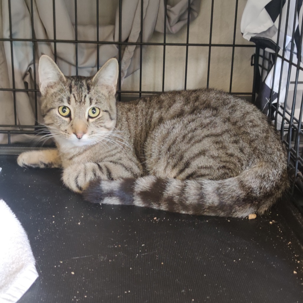Cedric Diggory, an adoptable Domestic Short Hair, Siamese in Bismarck, ND, 58507 | Photo Image 2