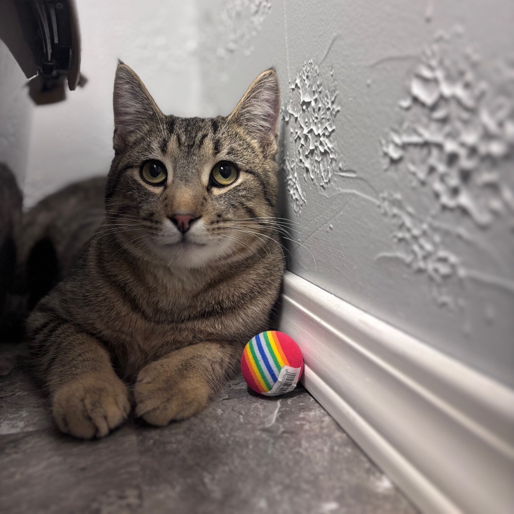 Cedric Diggory, an adoptable Domestic Short Hair, Siamese in Bismarck, ND, 58507 | Photo Image 2