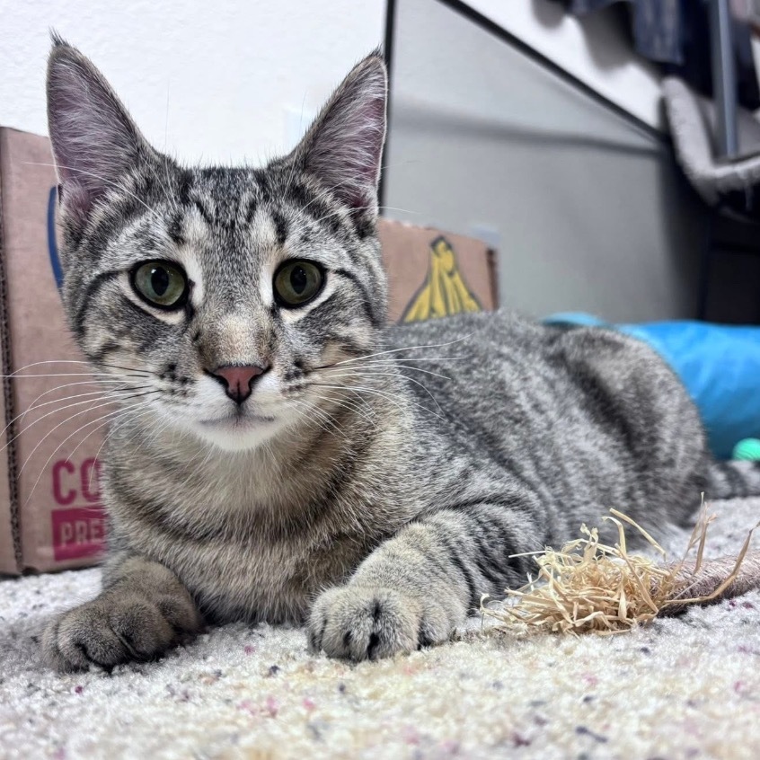 Cedric Diggory, an adoptable Domestic Short Hair, Siamese in Bismarck, ND, 58507 | Photo Image 3