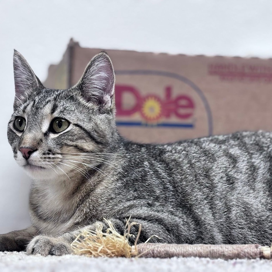 Cedric Diggory, an adoptable Domestic Short Hair, Siamese in Bismarck, ND, 58507 | Photo Image 4