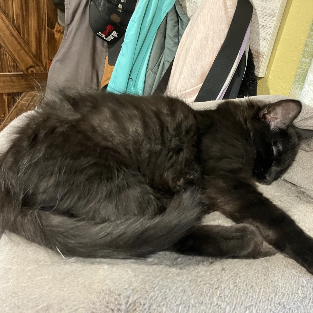 Bubbles Slam Dunk, an adoptable Domestic Medium Hair in Bismarck, ND, 58507 | Photo Image 1