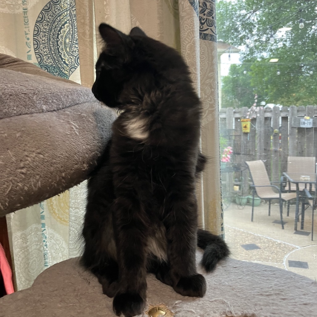 Bubbles Slam Dunk, an adoptable Domestic Medium Hair in Bismarck, ND, 58507 | Photo Image 5