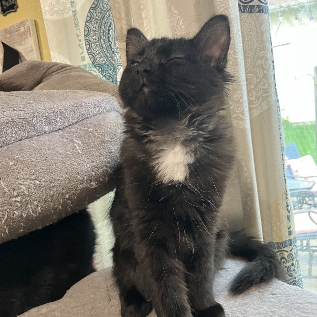 Bubbles Slam Dunk, an adoptable Domestic Medium Hair in Bismarck, ND, 58507 | Photo Image 6