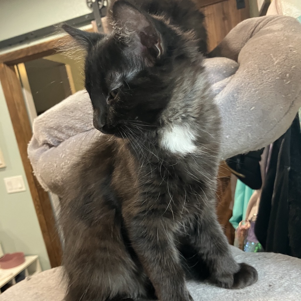 Bubbles Slam Dunk, an adoptable Domestic Medium Hair in Bismarck, ND, 58507 | Photo Image 6