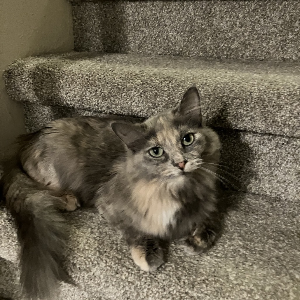 Emerald - Pending Adoption