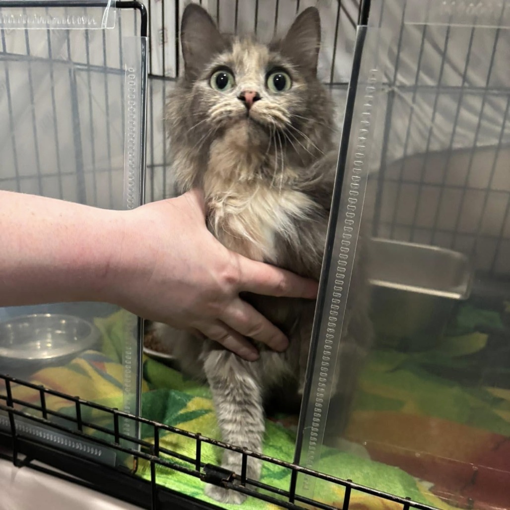 Emerald - Pending Adoption