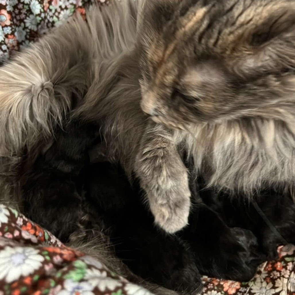 Emerald - Pending Adoption