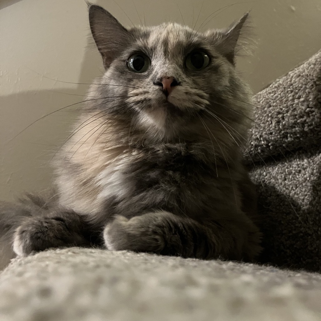 Emerald - Pending Adoption