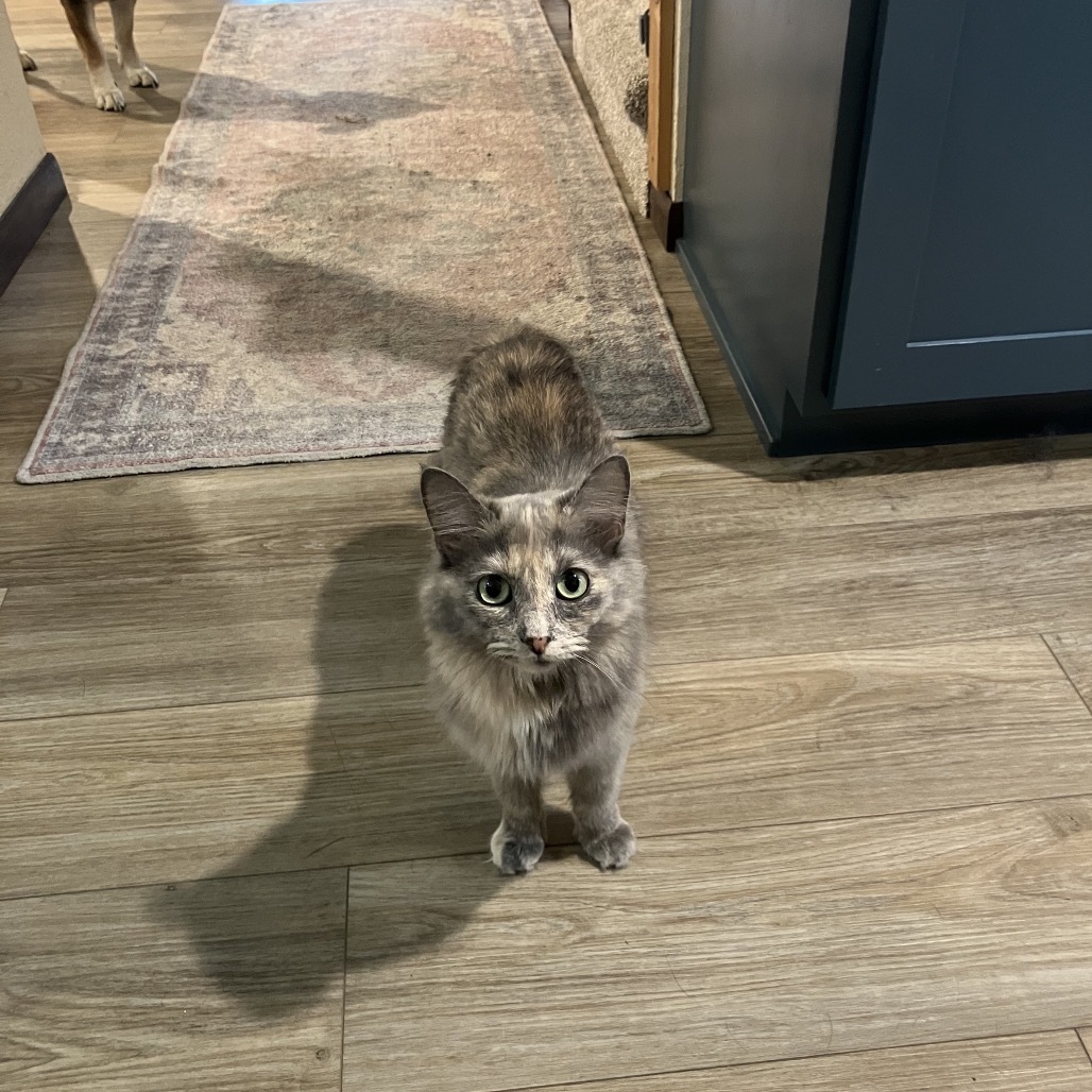 Emerald, an adoptable Domestic Long Hair in Bismarck, ND, 58507 | Photo Image 6