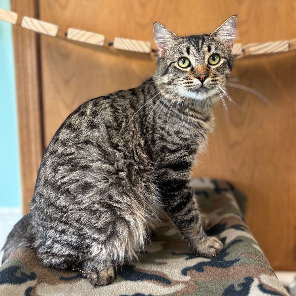 Woodstock***ADOPTION PENDING***