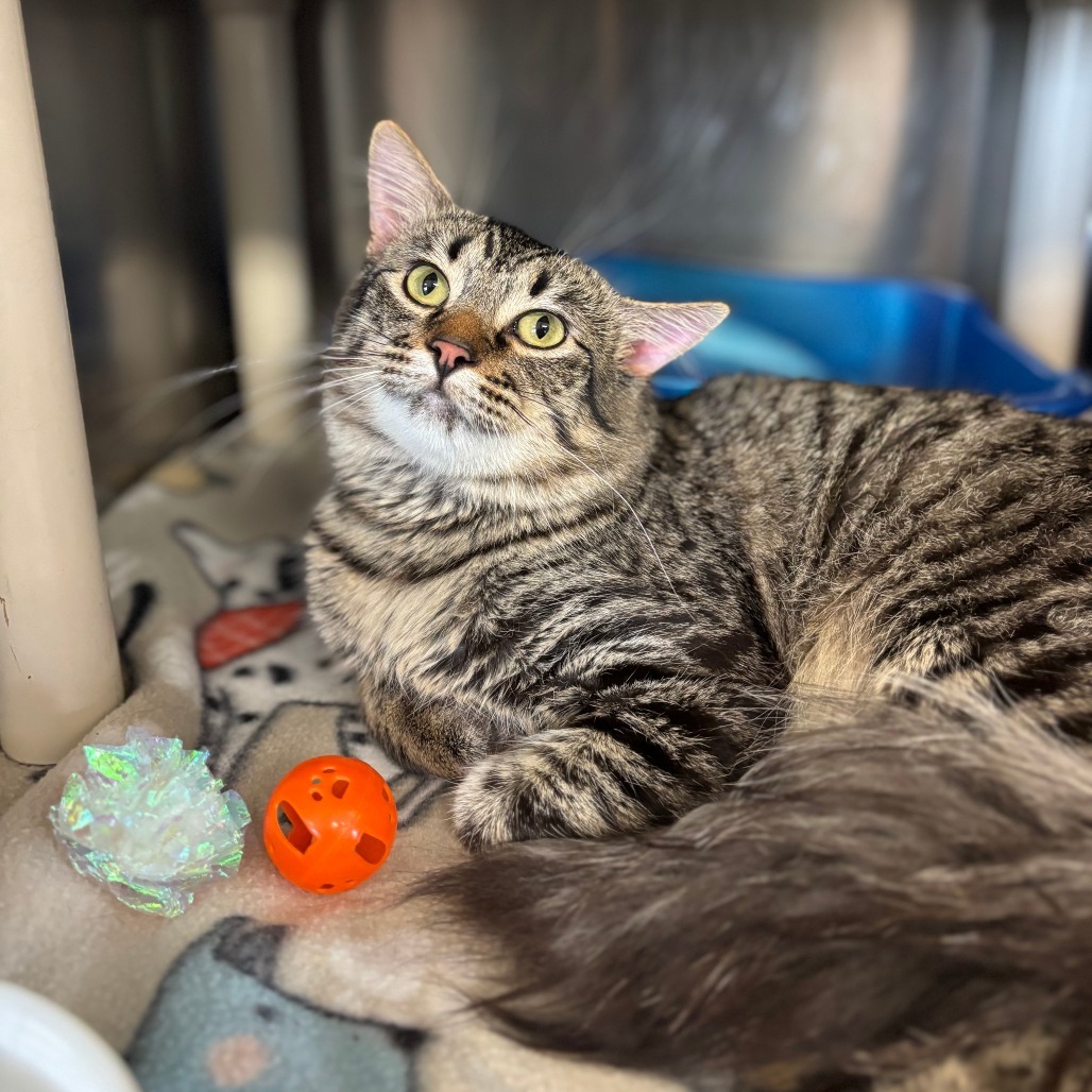 Woodstock***ADOPTION PENDING***