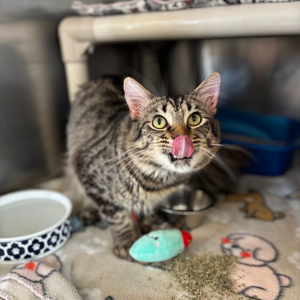 Woodstock***ADOPTION PENDING***