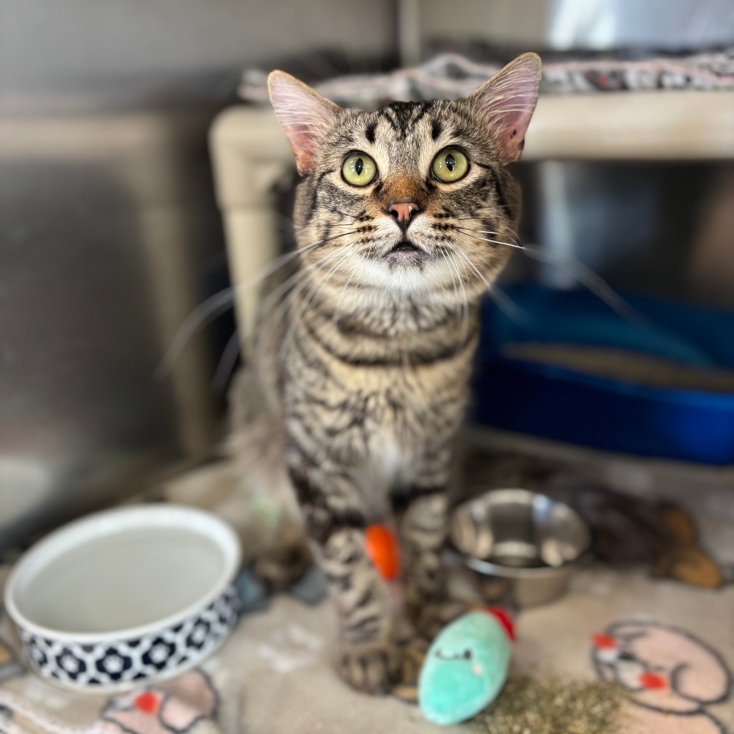 Woodstock***ADOPTION PENDING***