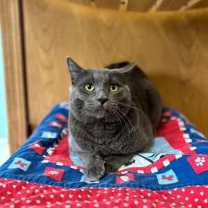 Perch***ADOPTION PENDING***