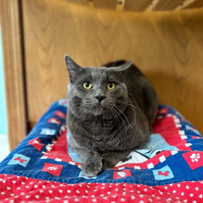 Perch***ADOPTION PENDING***