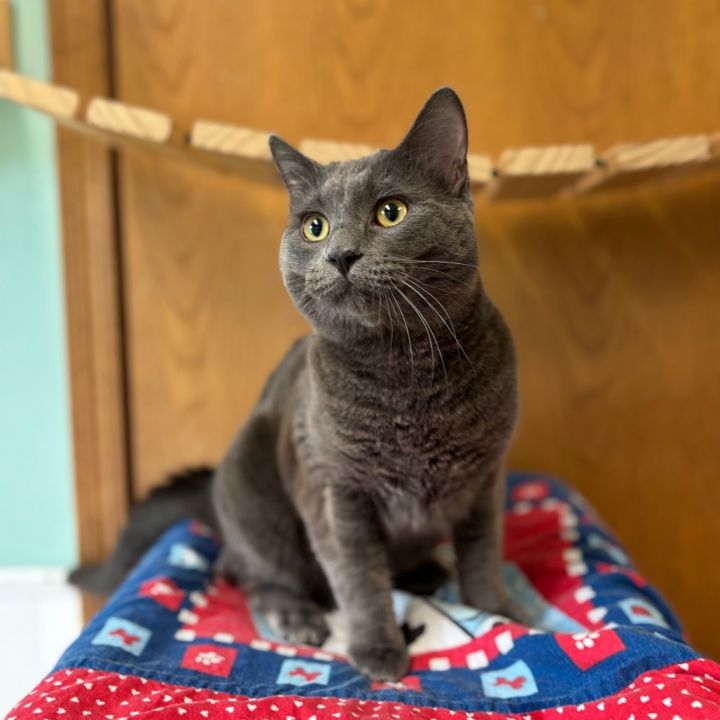Perch***ADOPTION PENDING*** 2