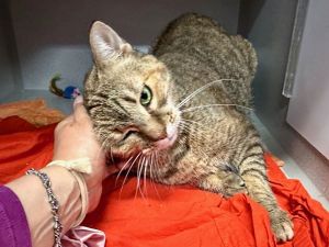 Mocha Domestic Short Hair Cat