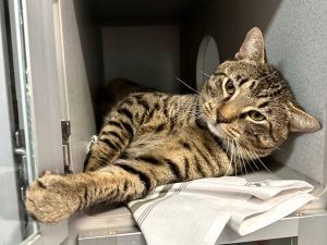 McGriddle Domestic Short Hair Cat