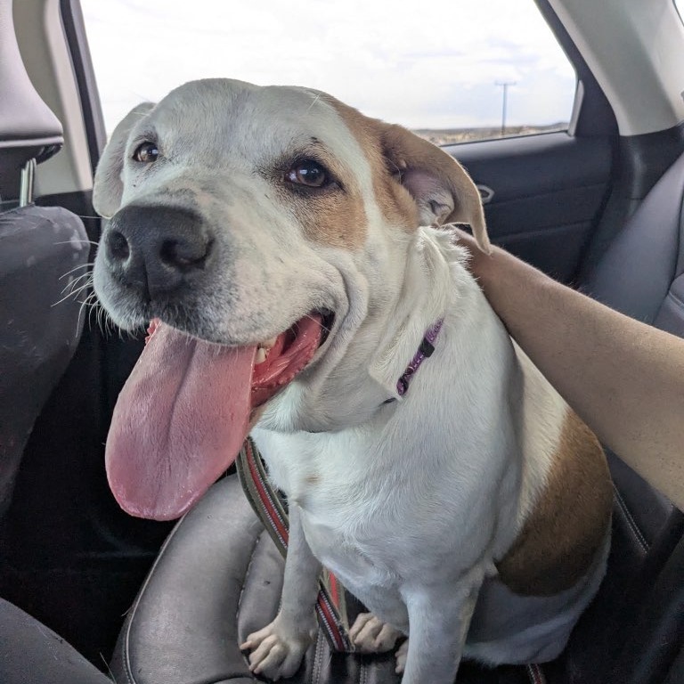 Marshmallow, an adoptable Pit Bull Terrier in Cheyenne, WY, 82009 | Photo Image 1