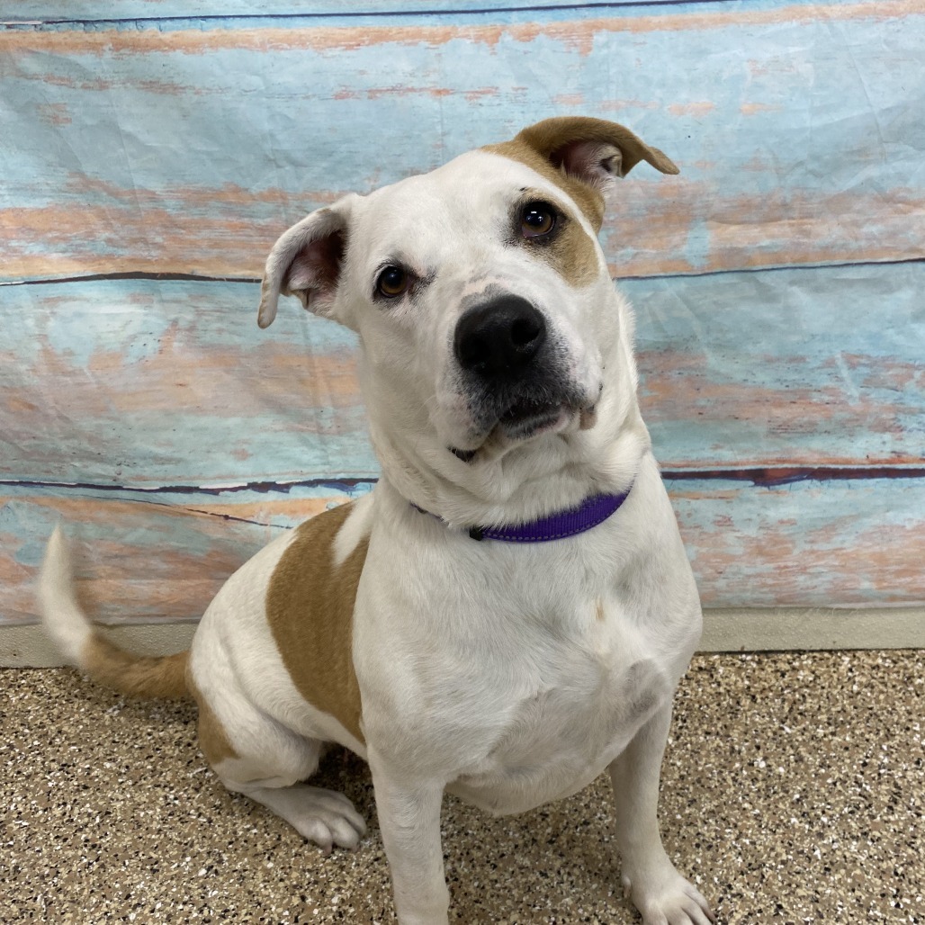 Marshmallow, an adoptable Pit Bull Terrier in Cheyenne, WY, 82009 | Photo Image 6